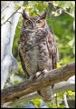_5SB2172 great-horned owl